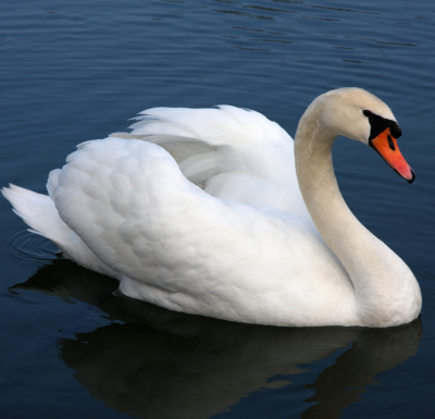 A swan swimming across dark blue water
