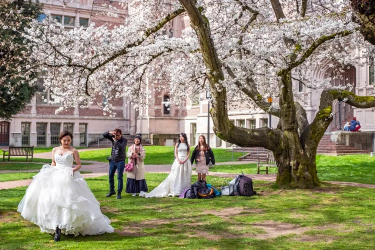 A bridge takes a photo near a flowering cherry blossom tree on a college campus.