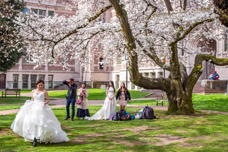 A bridge takes a photo near a flowering cherry blossom tree on a college campus.